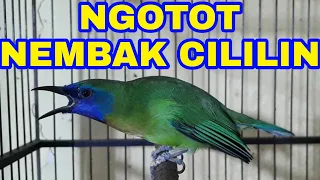 Download Suaranya Kinoi gacor Ngotot Nembak Ngunci Cililin Berjeda Sangat Rapat !!! MP3