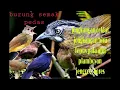 Download Lagu SUARA PIKAT BURUNG SEMAK BELUKAR  TEPUS PALA ABU RIBUT JONGKANGAN COKLAT BIRU RIBUT@diatasawan-e6s 