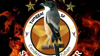 masteran cendet tembakan full tengkek buto 