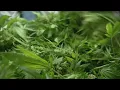 New medical marijuana dispensary opens in Buffalo
