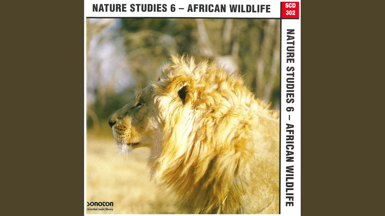African Wildlife African Wildlife