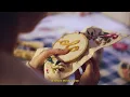 El Kuelgue - Boxes