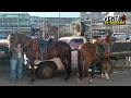 Venta De Ganado Bellezas De Caballos Y Cabras Alpina Paridas A Buen Precio