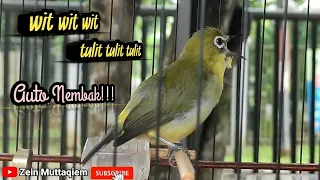 Download Pleci nembak wit wit sambung tulit tulit cocok untuk pancingan pleci jantan agar buka paruh MP3