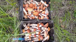 Омичи делятся фото собранных грибов