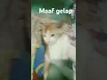 Download Lagu kasihan kucingku ditinggalin mamanya sama anak-anak adik-adiknya ditinggal di bawah nggak ada temen