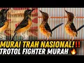 Download Lagu GAK MASUK AKAL‼️ MURAI TRAH NASIONAL \u0026 TROTOL FIGHTER DIJUAL MURAH DI HEN MURAI BF🔥