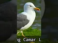 Download Lagu suara burung camar laut