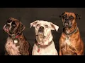 Download Lagu SUARA ANJING MEMANGGIL TEMANNYA !!! Buat anjing kumpul dengan suara ini !!!