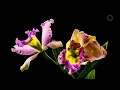 Relaxing Blooming Flowers Time Lapse