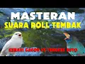 MASTERAN MURAI BATU ROLL TEMBAK KENARI VS TENGKEK BUTO! SUARA JERNIH!
