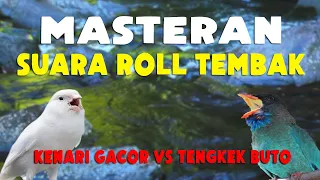 masteran murai batu roll tembak kenari vs tengkek buto suara jernih 
