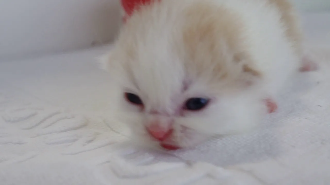 動画