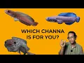 Which Snakehead Is Best For You Beginner s Channa Guide Part 1