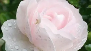 لا اله الا الله نبدا باسم الجلاله 