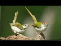 SUARA PIKAT PRENJAK LUMUT