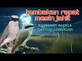 Download Lagu Jingjing petulak tembakan brutal mesin jahit 🔥