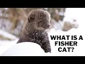 What is a fisher cat Are fisher cats dangerous Can a fisher cat kill a human