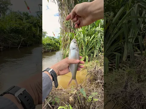 Sangat menjengkelkan mancing di gunung malah di ganggu ikan laut🤬
