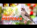 Download Lagu BLACKTHROAT GACOR SUARA JERNIH UNTUK MASTERAN KENARI PAUD #03