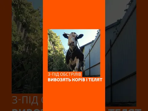 З-під обстрілів вивозять корів і телят