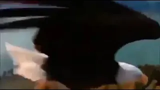جدد مثل النسر شبابك دندنها