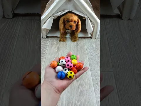 Dog 🐕 Balls 🌈 Reverse video #asatisfyingvideofamily #cat #reverse