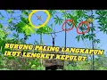 Download Lagu Bikin emosi,burung sogon di sini pada ngejek semua😤