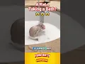 Download Lagu Ketangkap Tikus Mandi Pakai Sabun! 😱