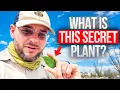Download Lagu I Found The Ultimate Weed To Build My Desert Forest
