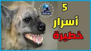 خمسة أسرار لا تعرفونها من قبل عن الضبع 