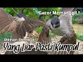 Download Lagu SUARA PIKAT BURUNG KUTILANG GACOR MEMANGGIL. SUDAH JELAS AMPUH..