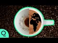 Lagu Inside the Global Fight to Save Coffee