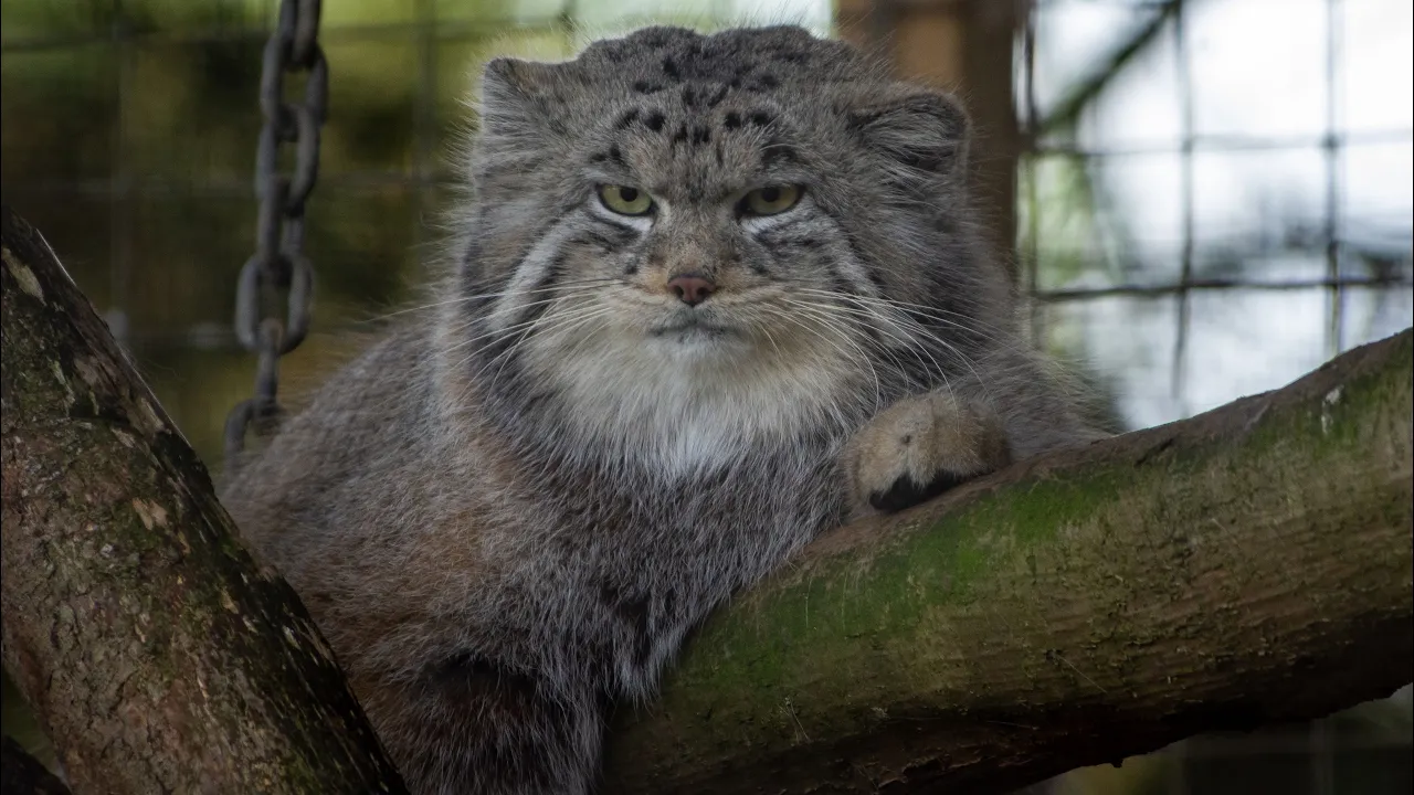 Episode 1 | The Pallas’s cat | Banham Zoo