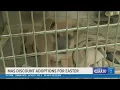 Memphis Animal Services Easter Eggstravaganza offers 20 adoptions