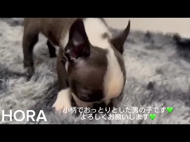 動画