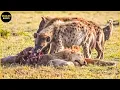 Download Lagu 45 Brutal Moments Lion Vs Hyena That Give You Chills @swagwildlifemoments