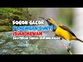 Download Lagu SOGON GACOR: Masteran Mewah Untuk Semua Burung Kicau!