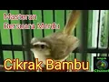 Download Lagu SUARA BURUNG CIKRAK BAMBU
