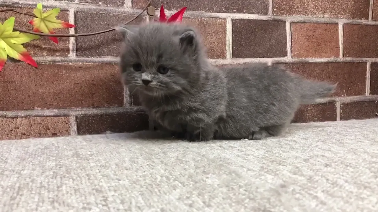 動画