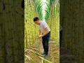 Download Lagu Let's Having A Good Feel Of The Sugarcane #satisfying #short