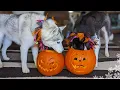 My Huskies Carve Pumpkins for Halloween