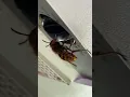 Giant wasp and a large wolf spider