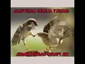 Download Lagu SUARA GEREJA TARUNG JERNIH DENGAN JEDA 1-2 MENIT MASTERAN CENDET DAN MURAI BATU #GEREJA