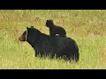 Adorable Black Bear Cub Rides Mama Bear s Back Ursus americanus