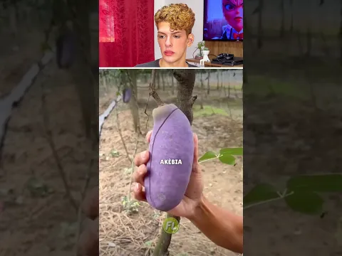 As frutas mais DIFERENTES do mundo!!!