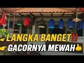 Download Lagu LANGKA‼️ BURUNG GACORAN MEWAH INI SAMPAI BIKIN JAKARTA SELATAN GEMPAR🔥