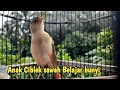 Download Lagu suara anak ciblek sawah / Ciwah, umur tiga minggu   Mulai gacor