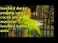 Download Lagu masteran suara lovebird ngekek panjang sangat cocok sekali buat lovebird balibu
