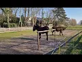 Download Lagu Donkey heeft jeuk. #iaaa